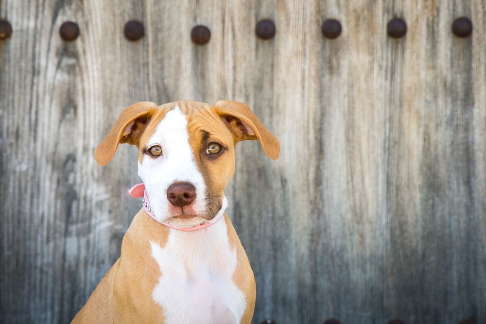 Adelaide Professional Pet Photography