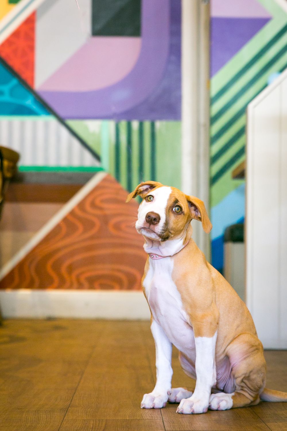 Adelaide Pet Portraits