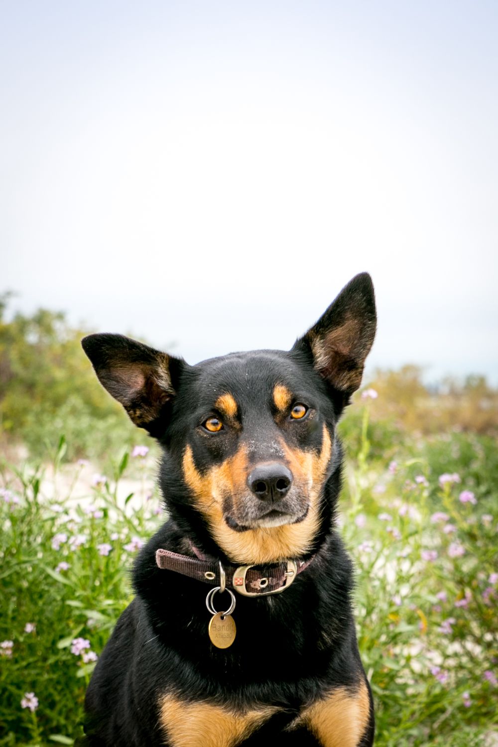 Adelaide Pet Portraits