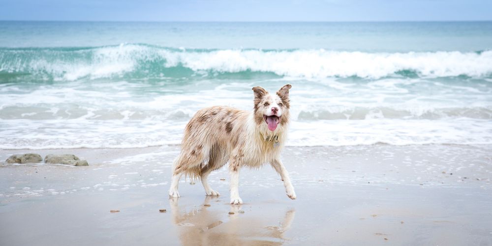 Willunga Beach Loving Dog Photo shoot