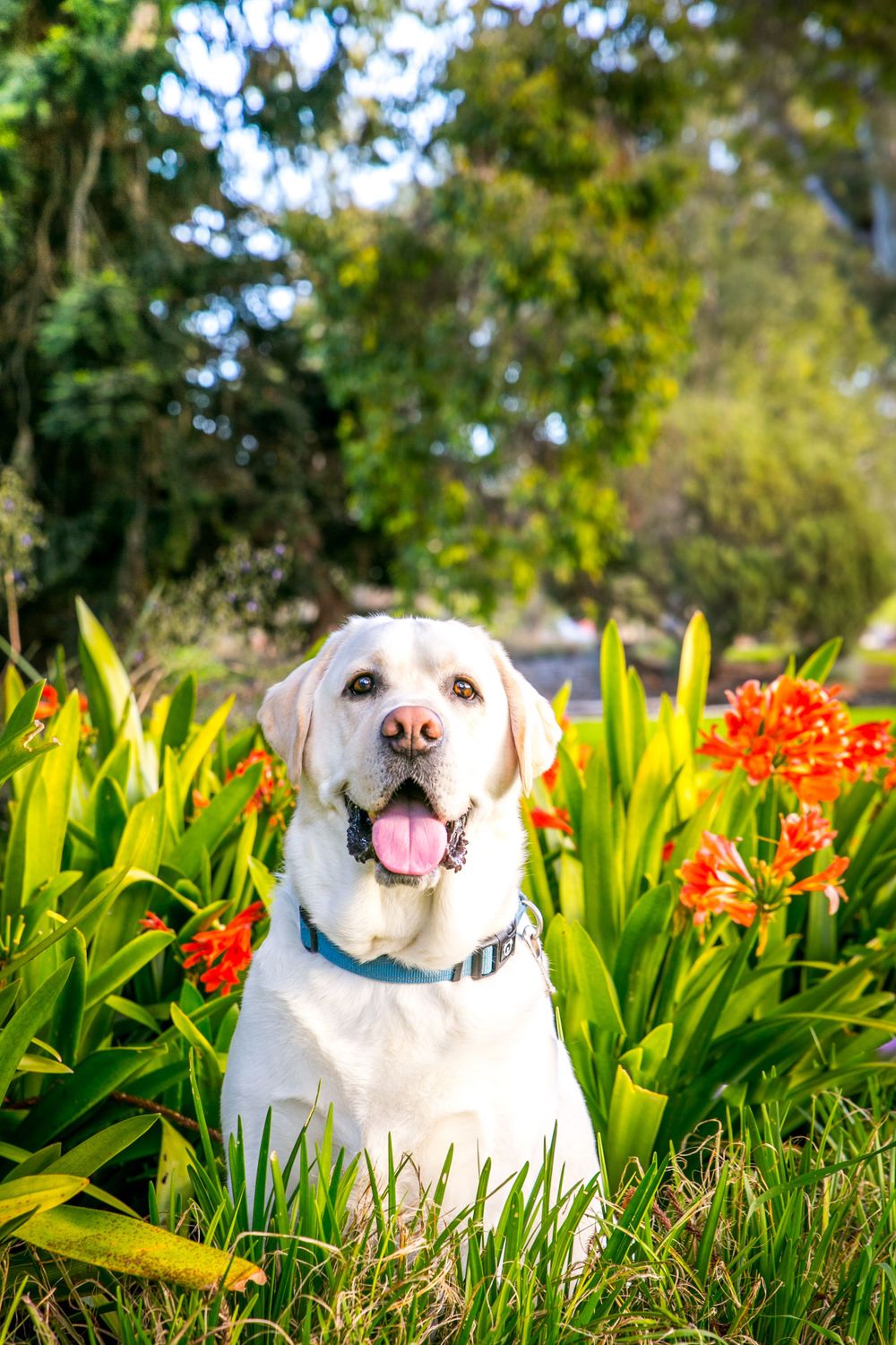 Adelaide Pet Photography