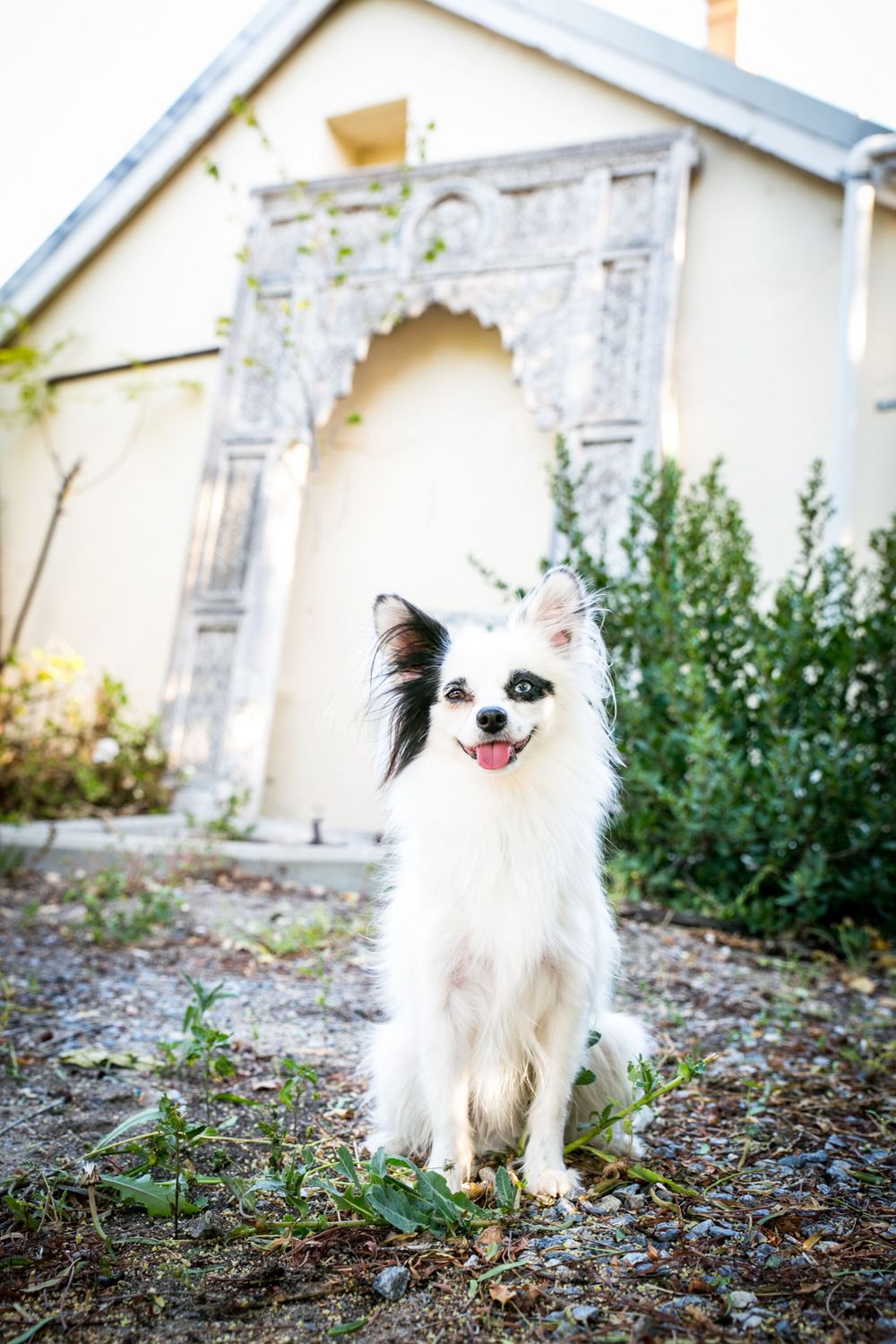 Dog Portraits