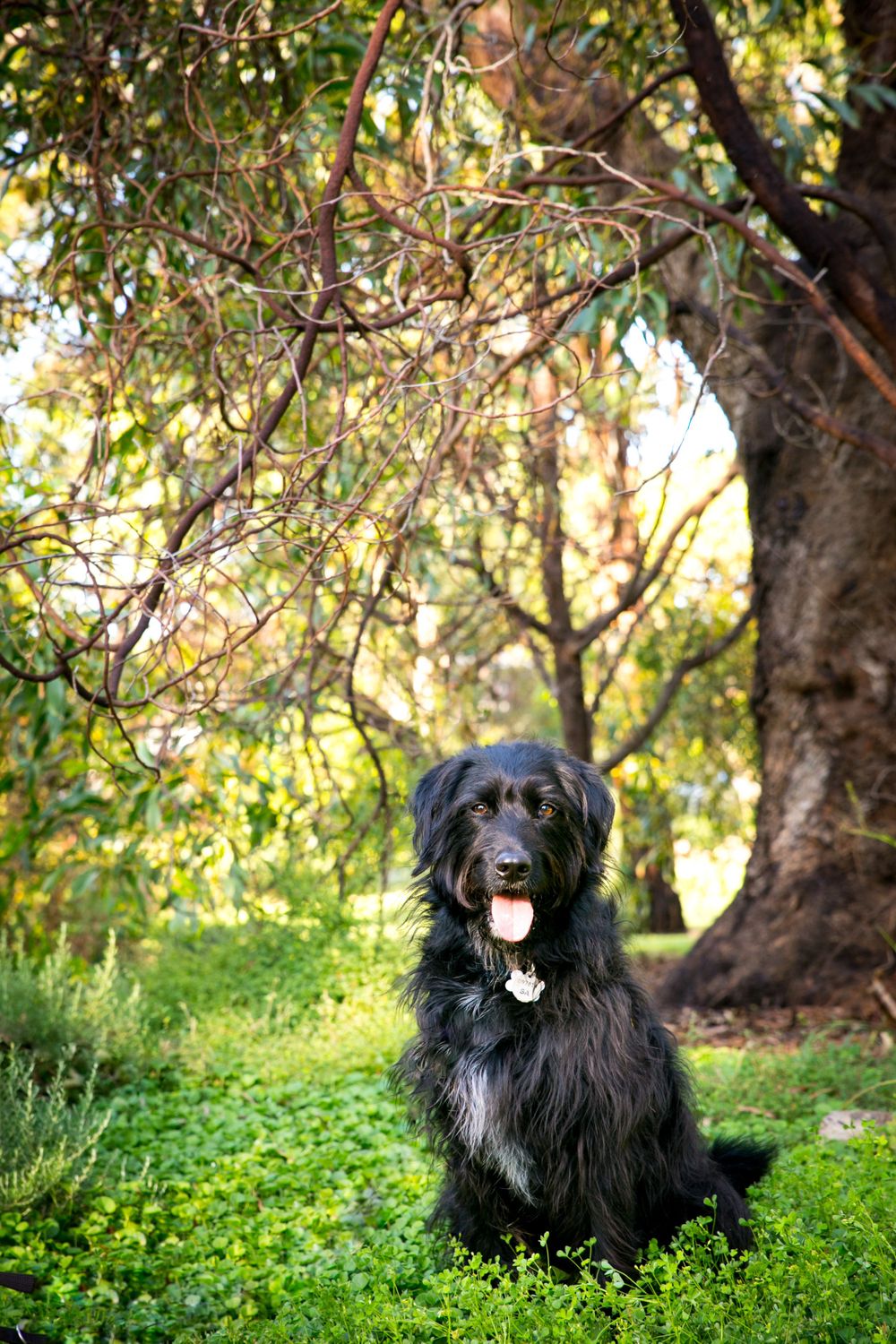 Dog Photography Adelaide
