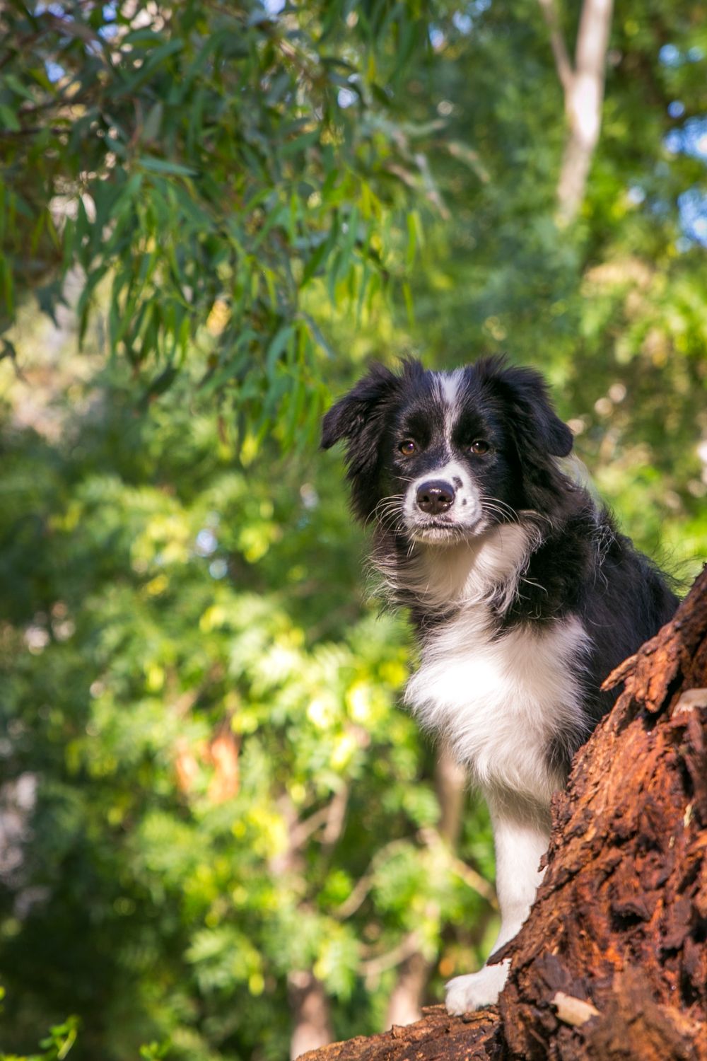 Pet Photography Adelaide