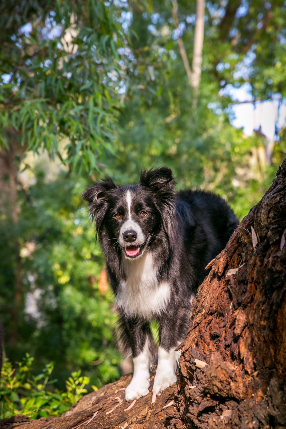 Dog Photography Adelaide