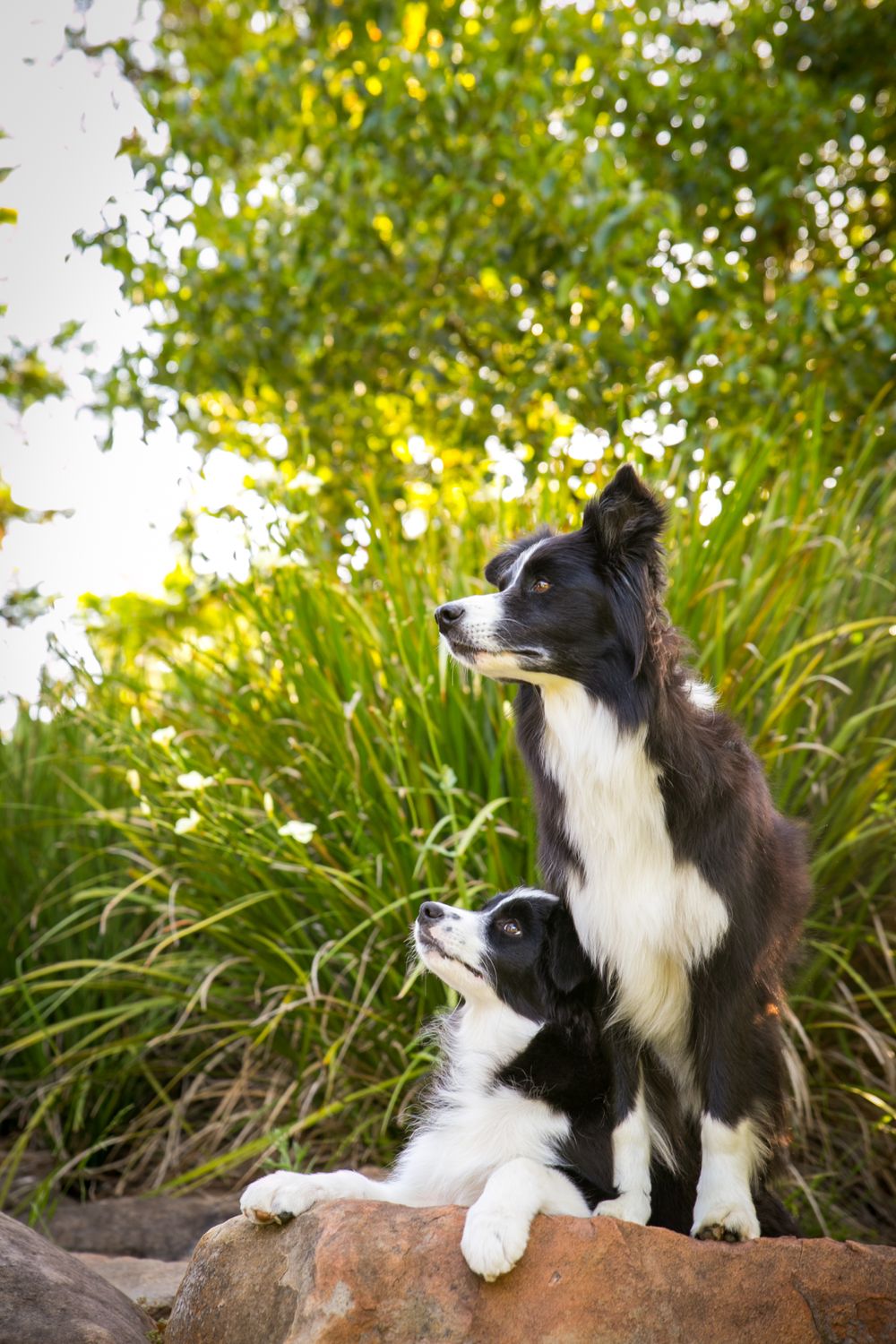 Pet Photography Adelaide