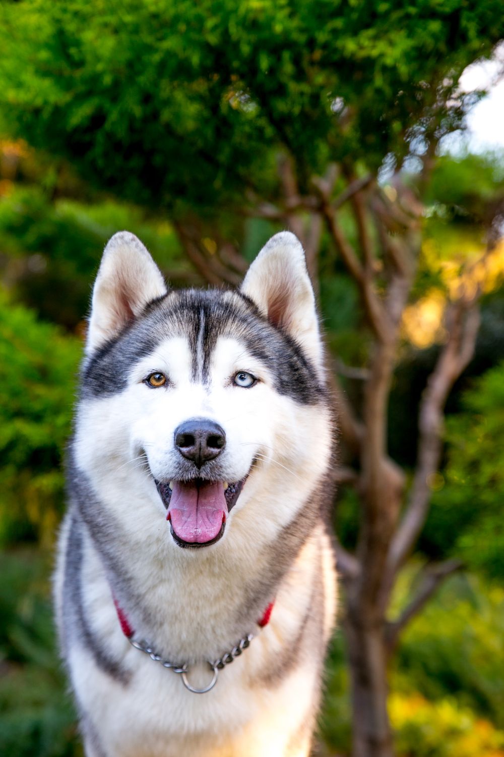 Dog Photography in Adelaide Gardens