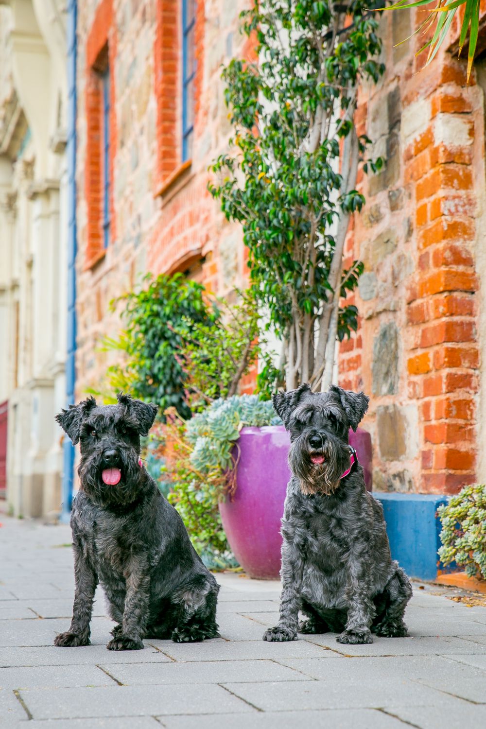 Adelaide Family Pet Portraits