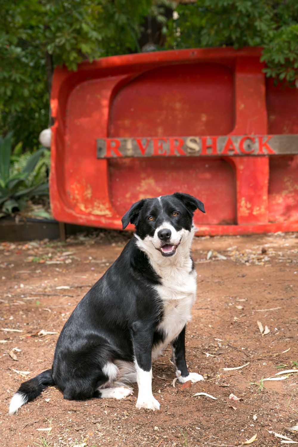 Adelaide Dog Photographer