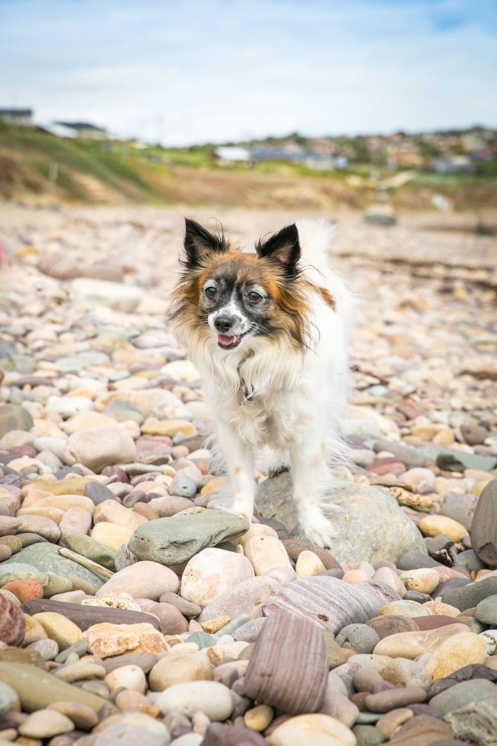 Adelaide Family Pet Photography