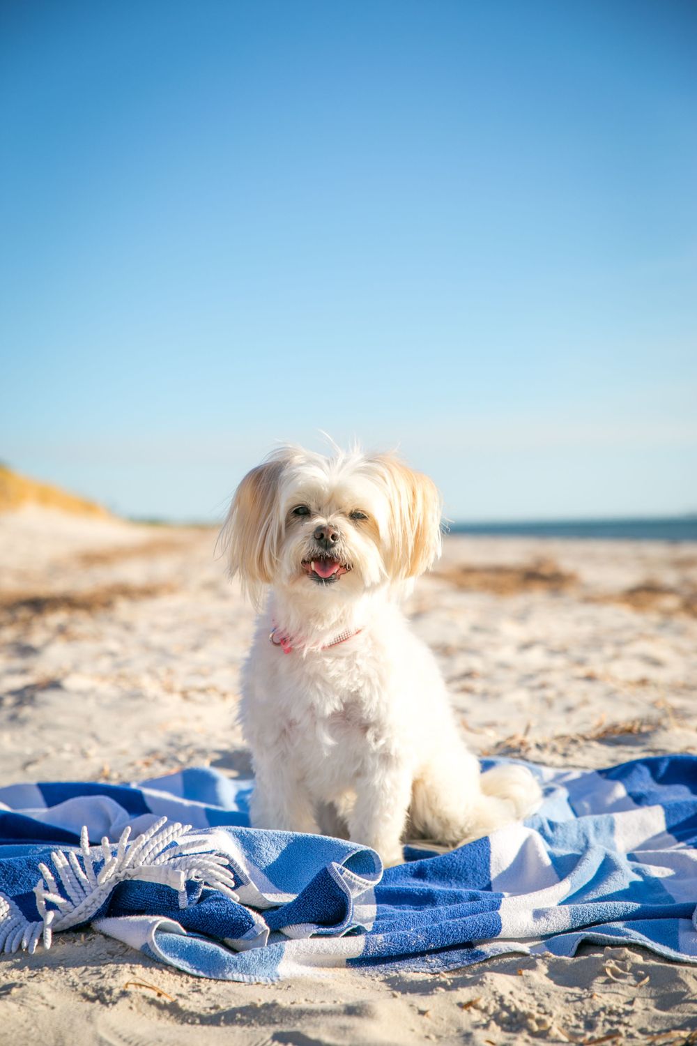 Adelaide Pet Photography
