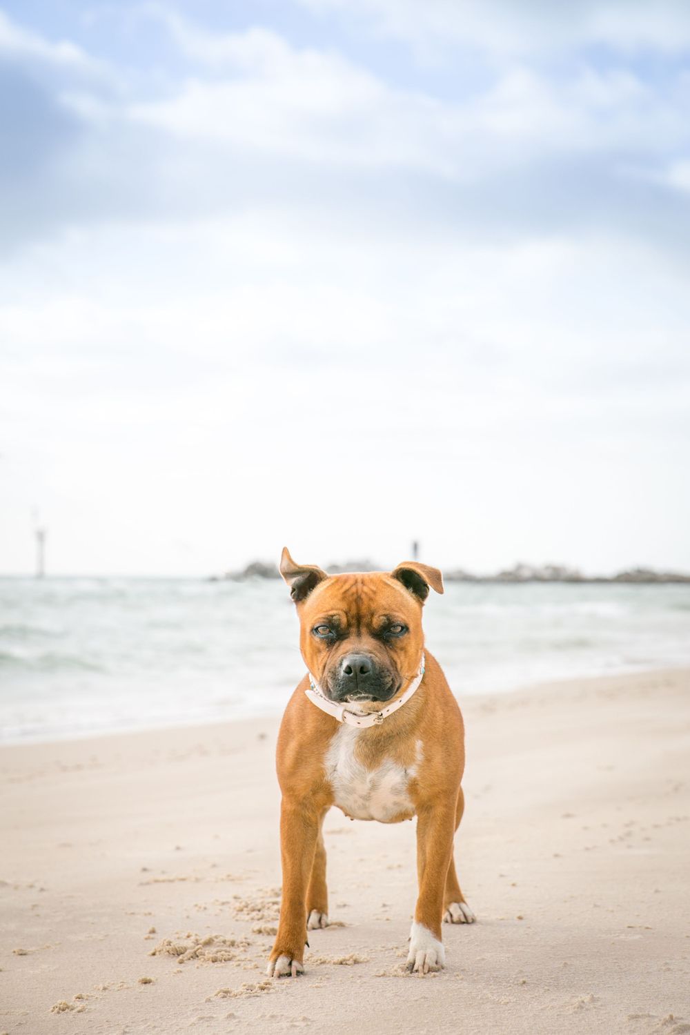 Dog Portraits Adelaide Beaches