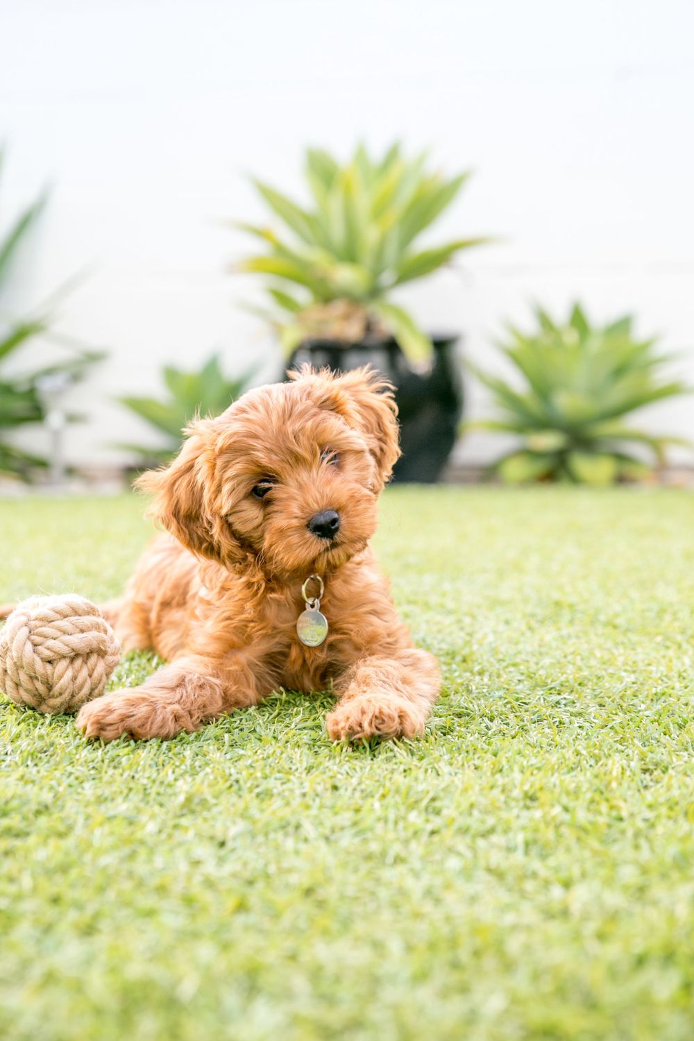 Adelaide puppy photo shoot