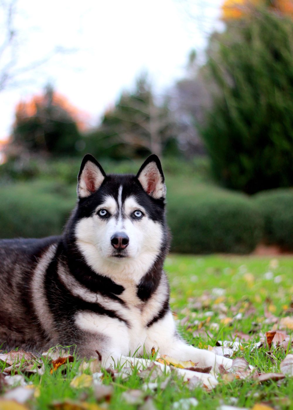 Adelaide Dog Photographer in Adelaide Garden setting
