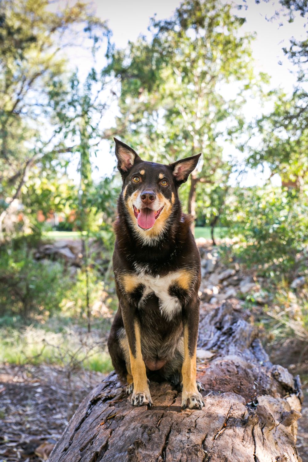 Adelaide Dog Photography