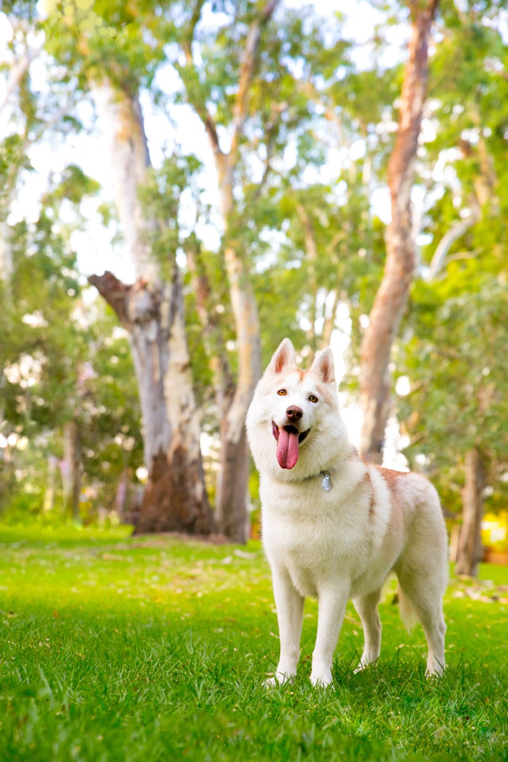 Adelaide Family Dog Photography