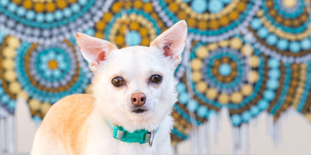 Adelaide Pet Photographer