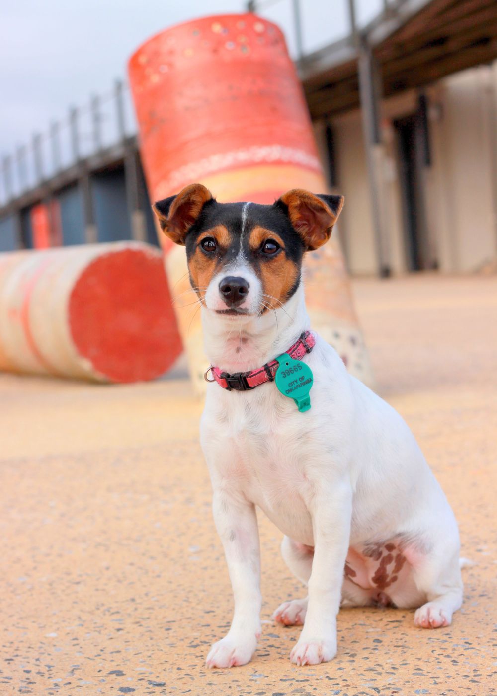 Dog photographer at Adelaide Beaches locations