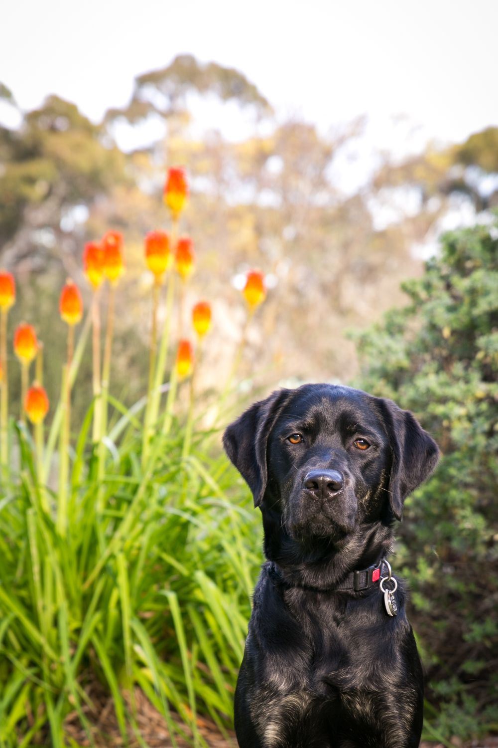 Dog Photography Adelaide