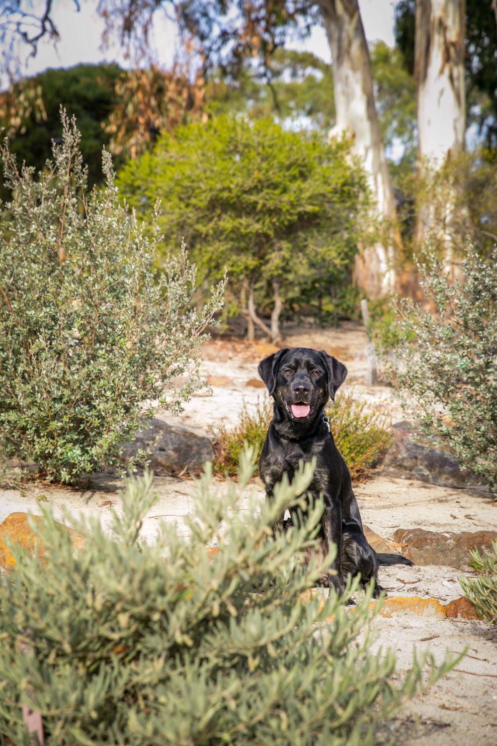 Adelaide Pet Photography