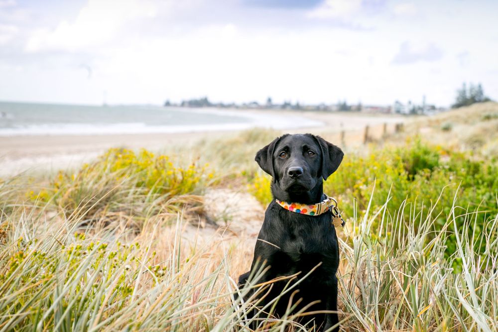 Adelaide Pet Portraits