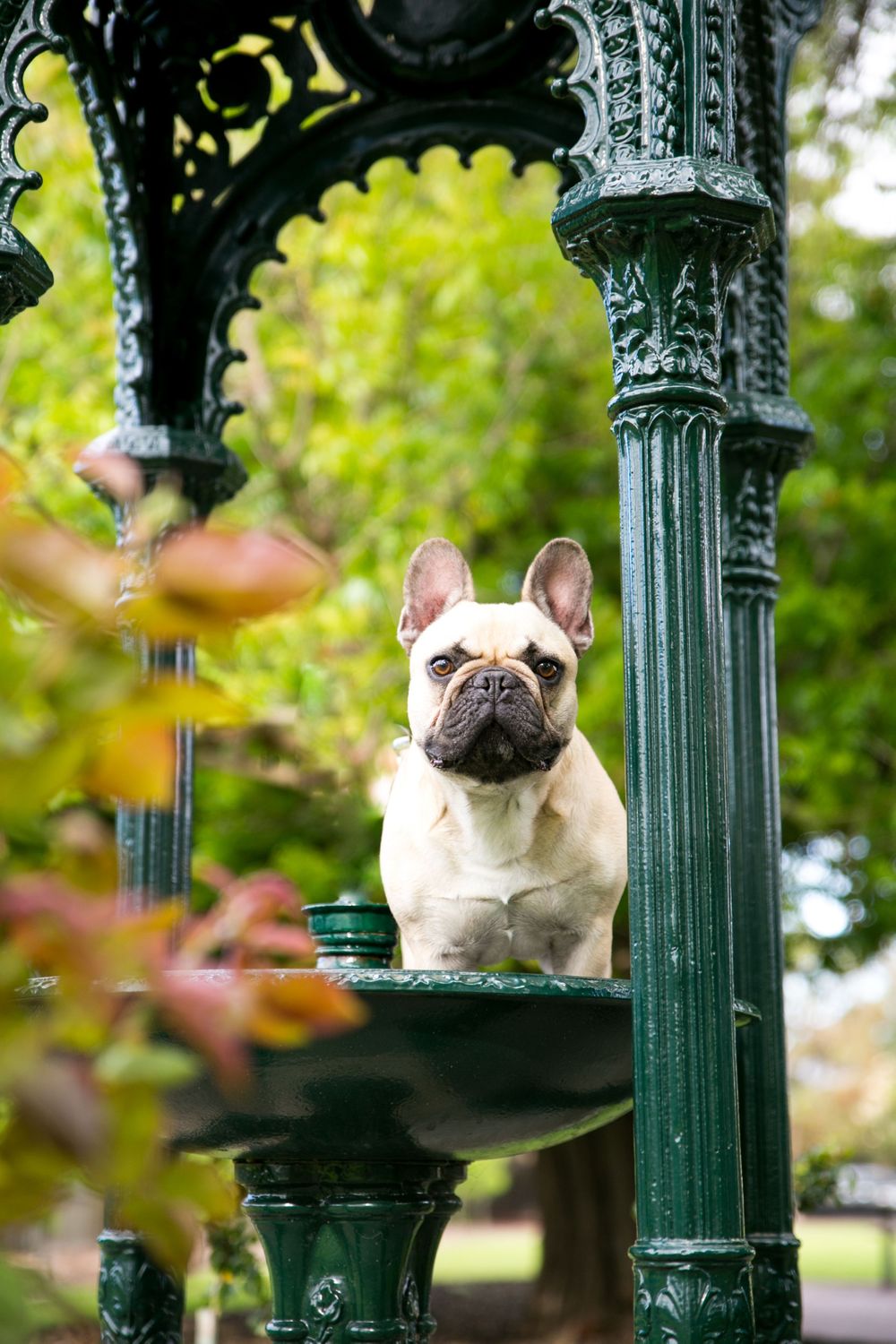 Glenelg Dog Portraits