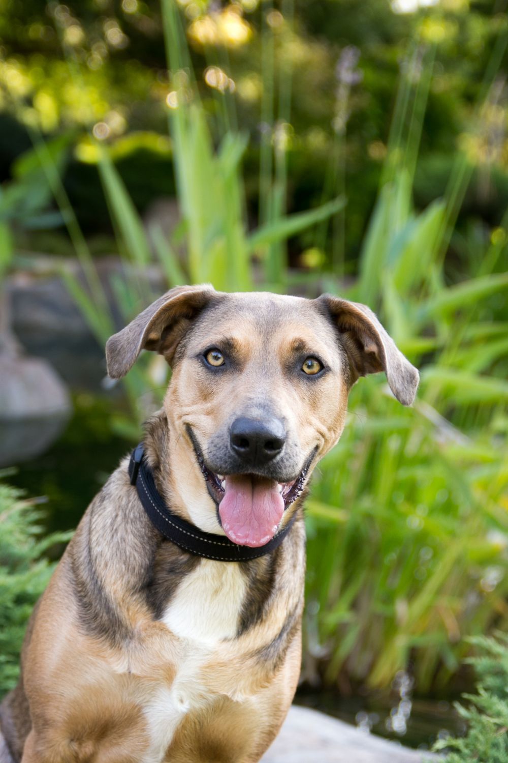 Pet Photographer Adelaide