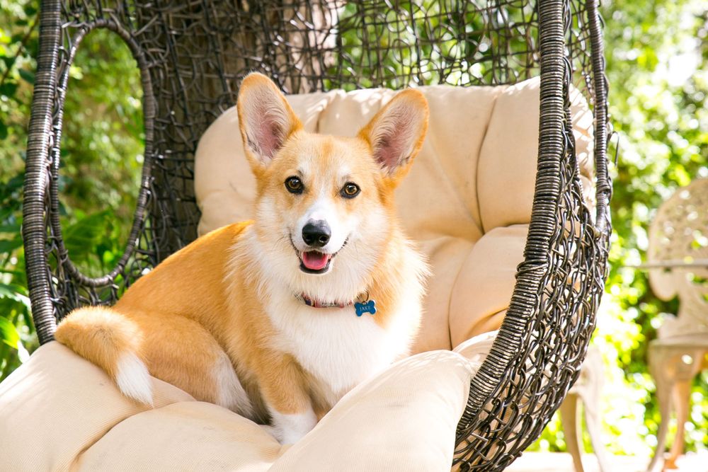 Pet Portraits Adelaide