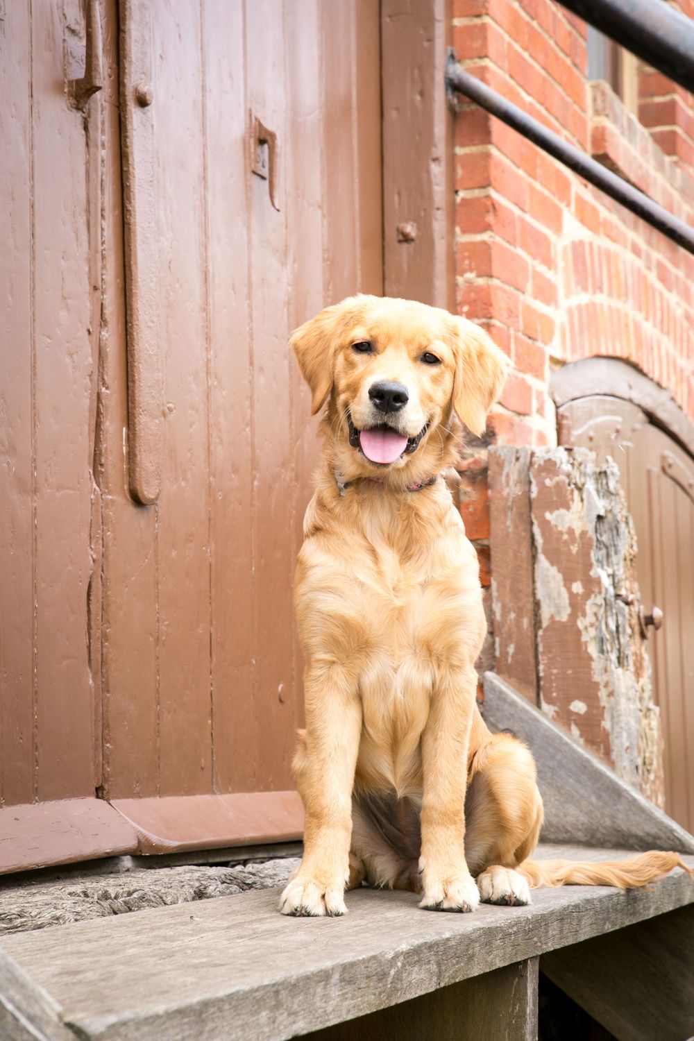 Adelaide puppy portrait photographer