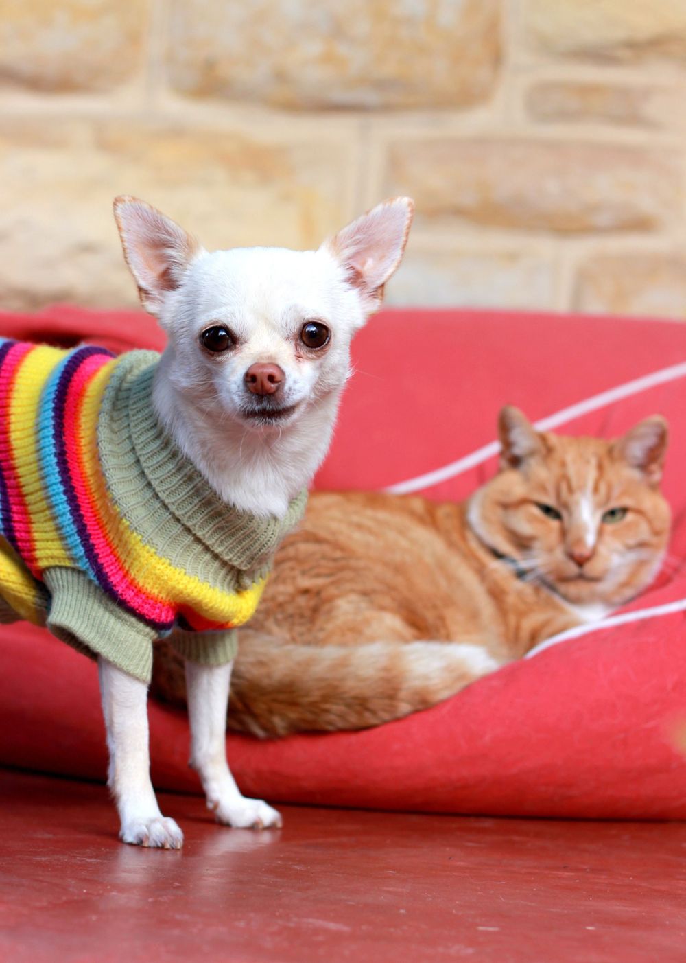 Adelaide Dog and Cat Pet Portraits