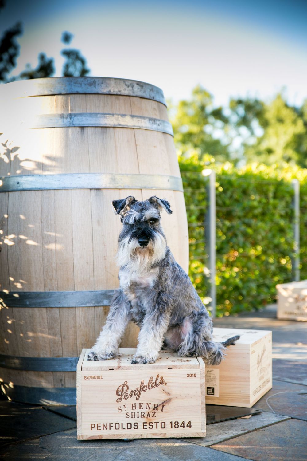 Wine dog posing at Penfolds Winery in Adelaide