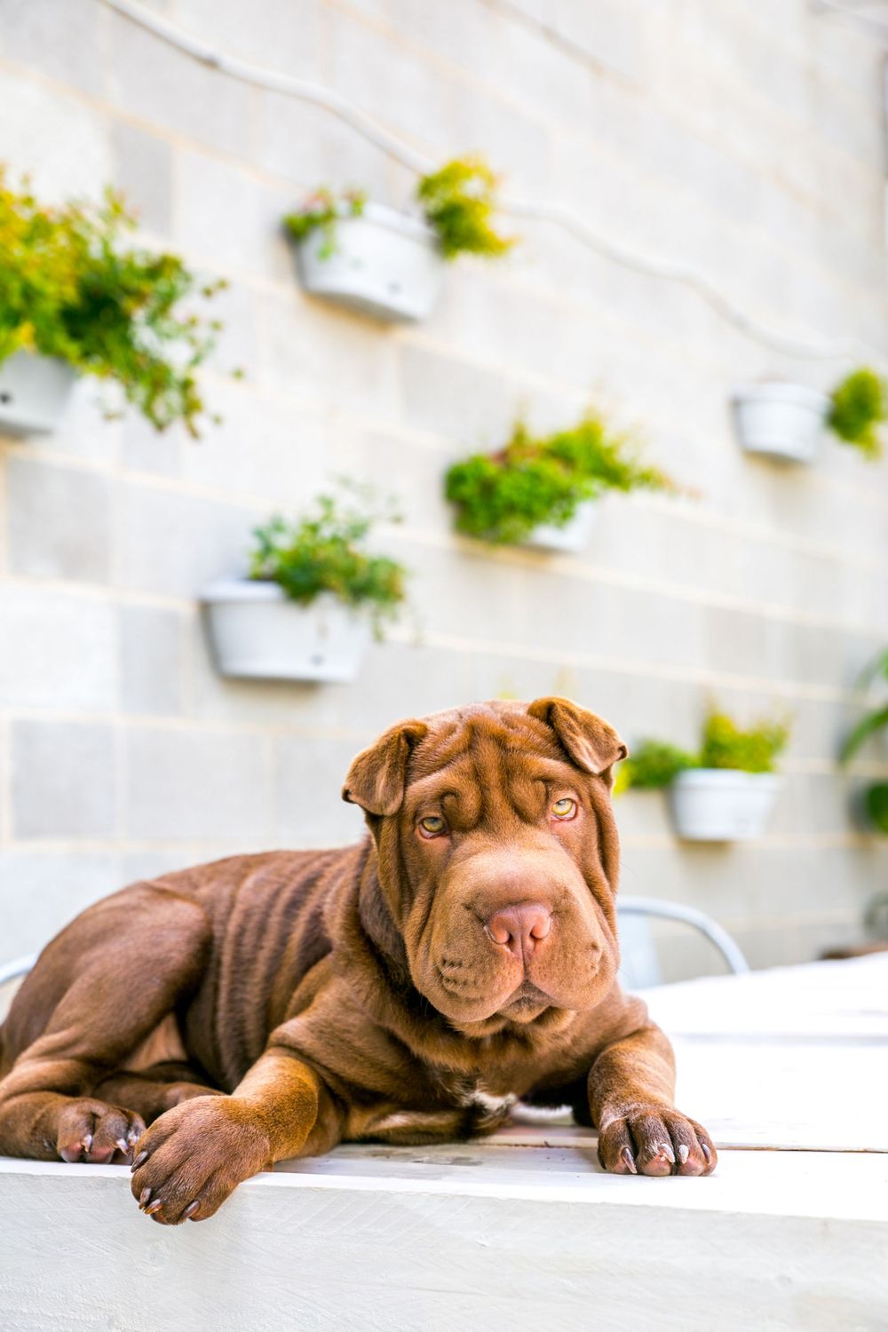 Pet Photography Adelaide