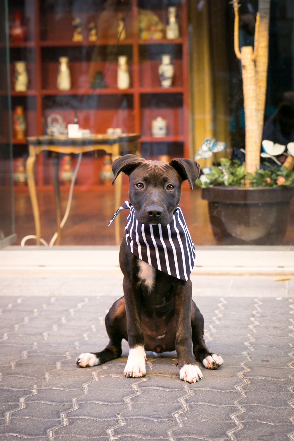 Best Pet Photographer for puppies in Adelaide