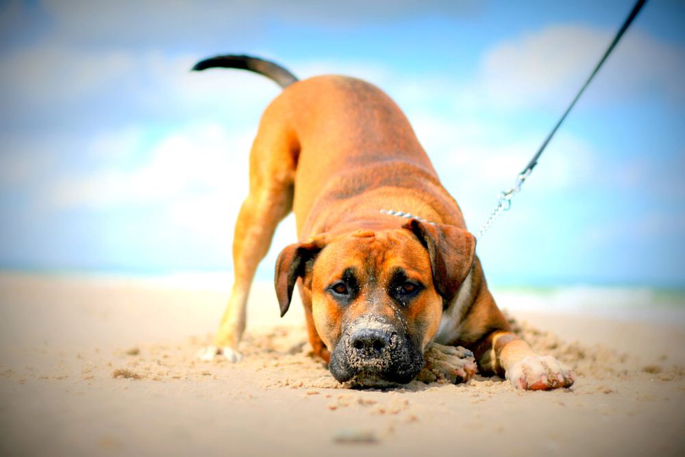 Dog posing for the photographer at Henley Beach Adelaide