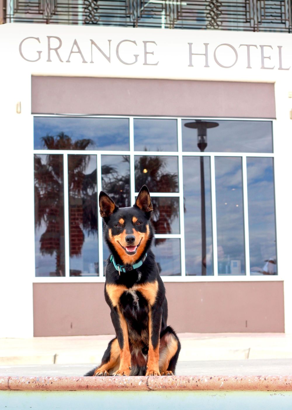 Grange Beach Pet Photographer in Adelaide