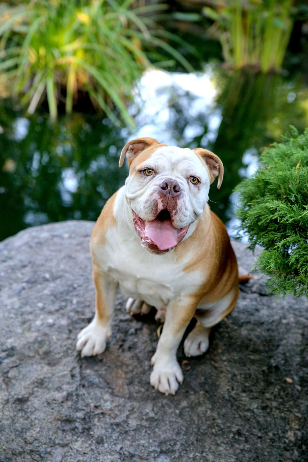 Best Pet Photographer Adelaide