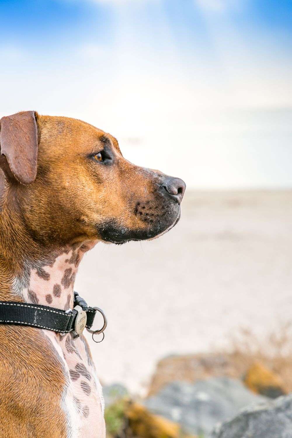 Adelaide's Best Pet Photographer