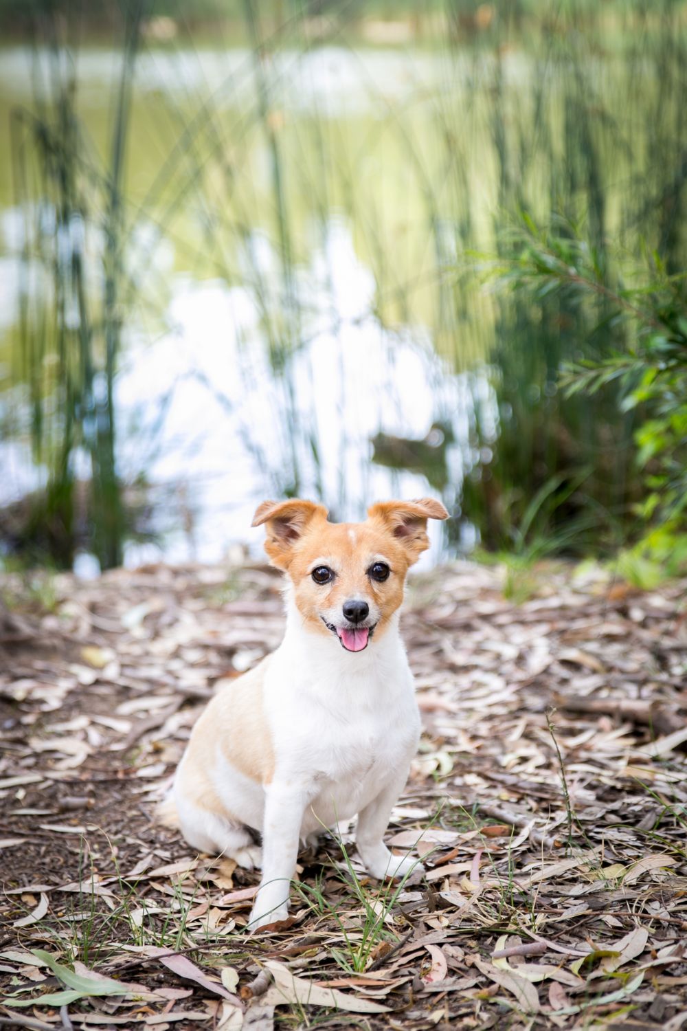 Adelaide Family Pet Photographer