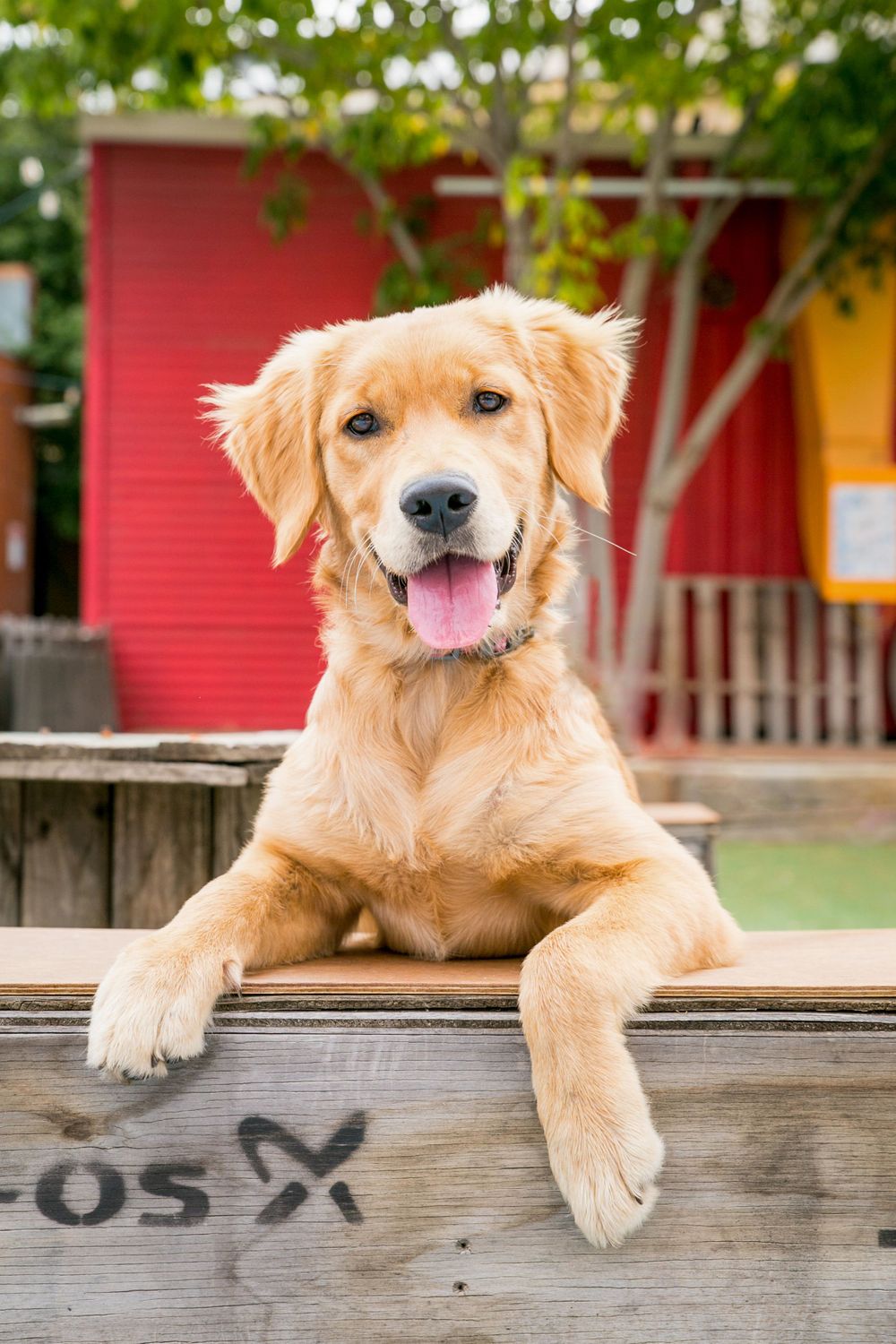 Big smiling puppy at Port Adelaide
