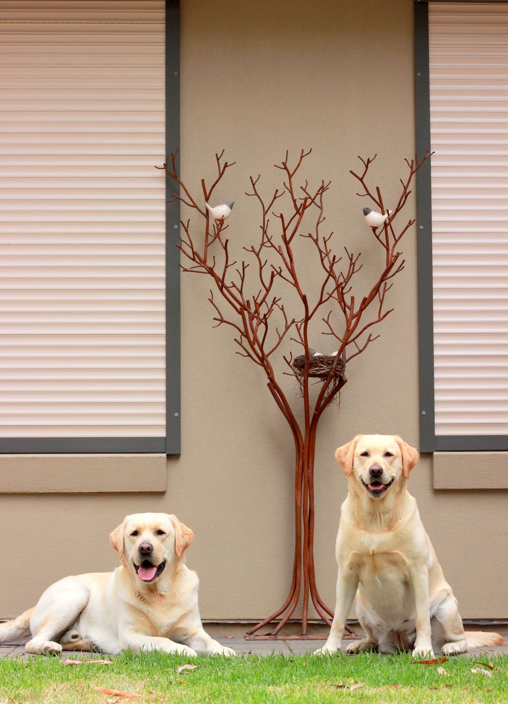 Adelaide Hills Best Pet Photographer