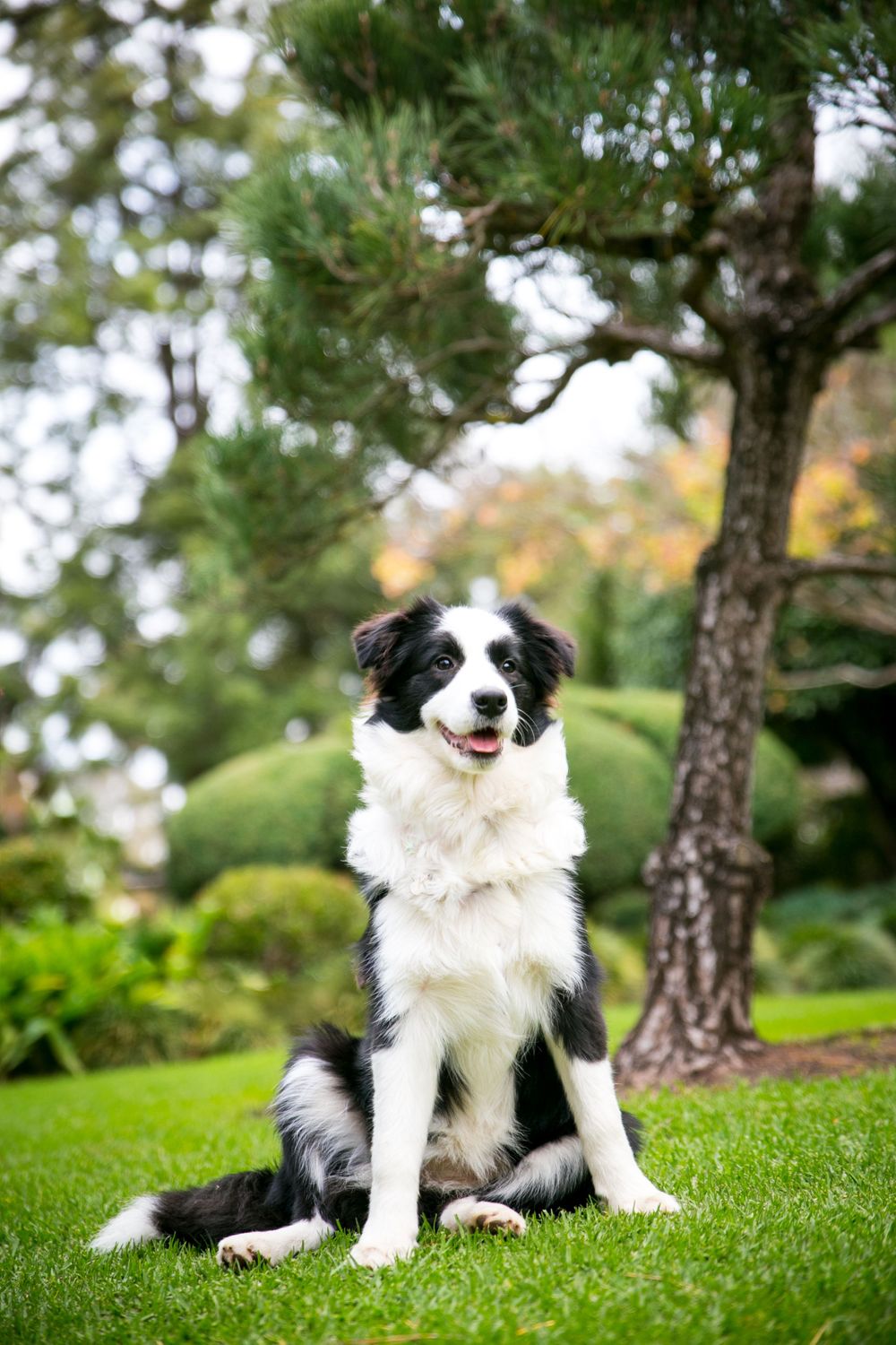 Adelaide Pet Photographer in Gardens with Border Collie