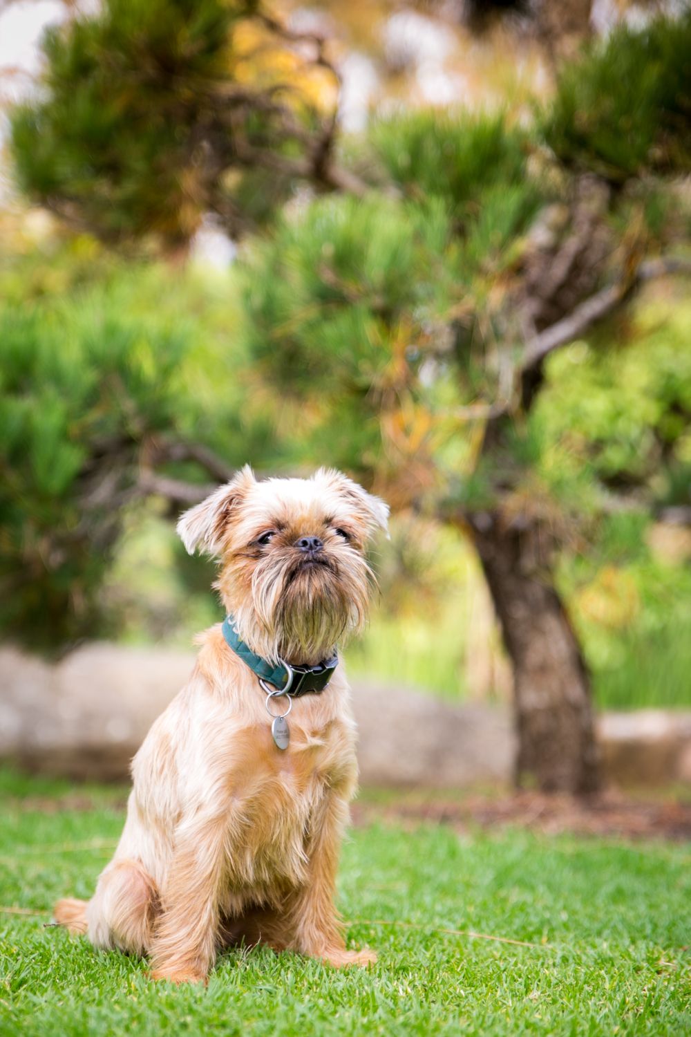Pet Portraits