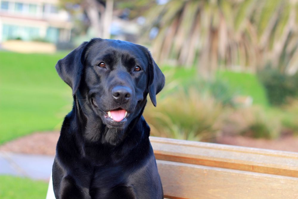 Happy black Labrador at the park at Brighton Beach Adelaide