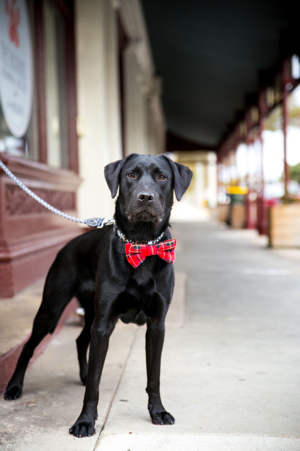 Adelaide Pet Photographer best dressed dog of the day at Largs Bay