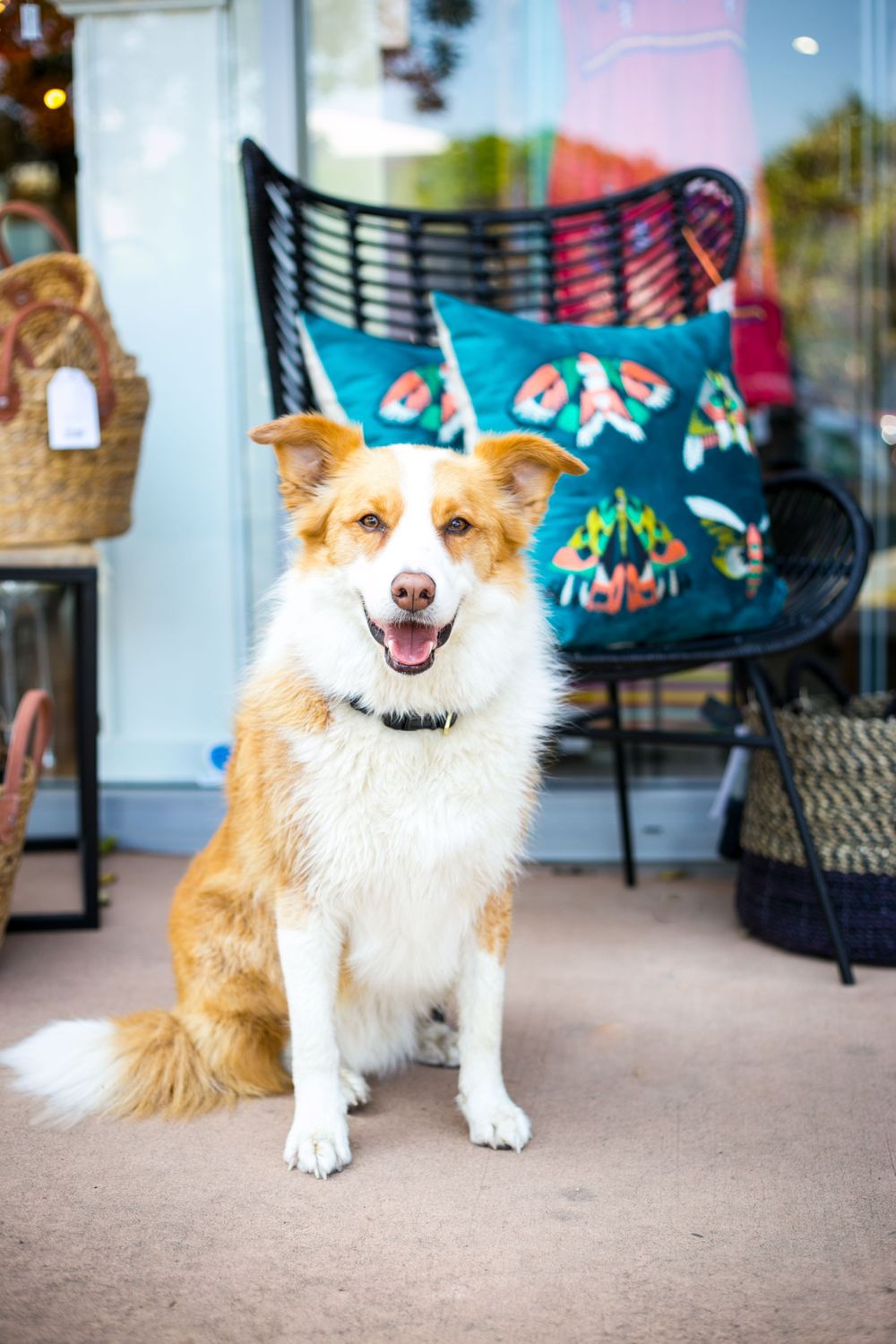 Pet Portrait Photographer Adelaide