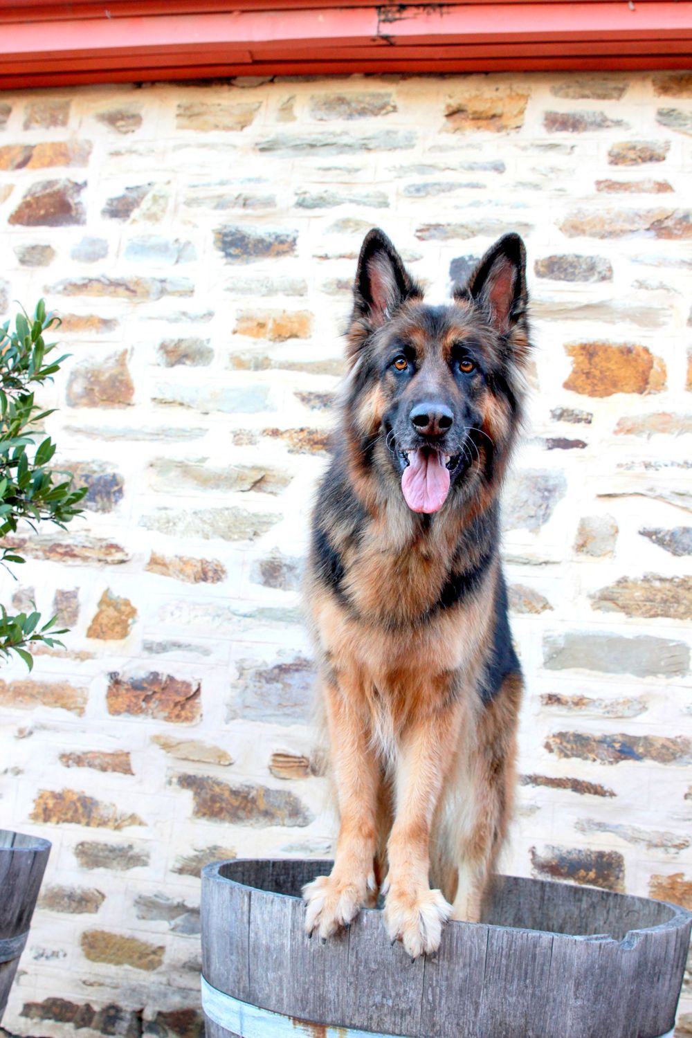 Pet Photographer for Adelaide Winery regions