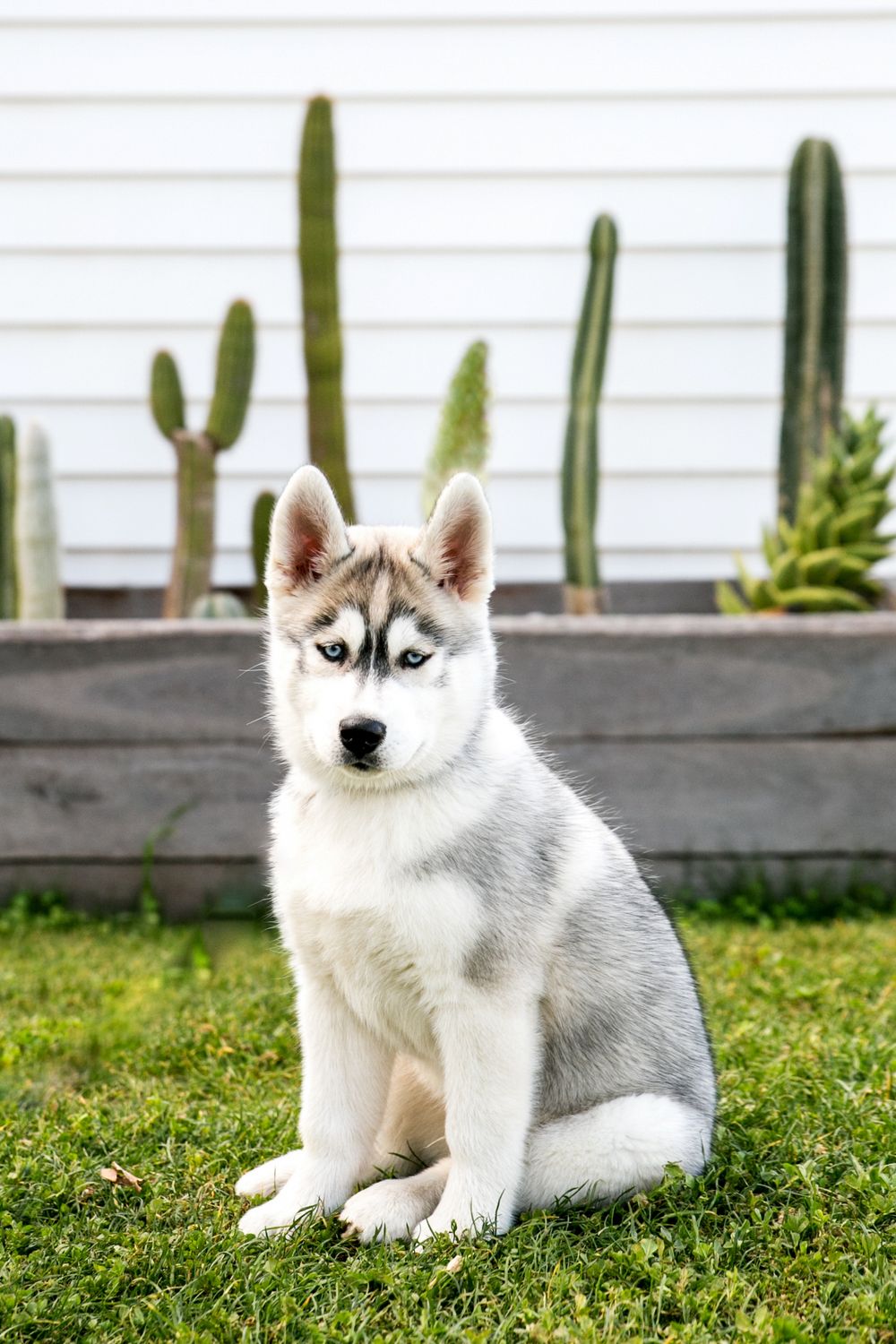 Adelaide Dog Portraits