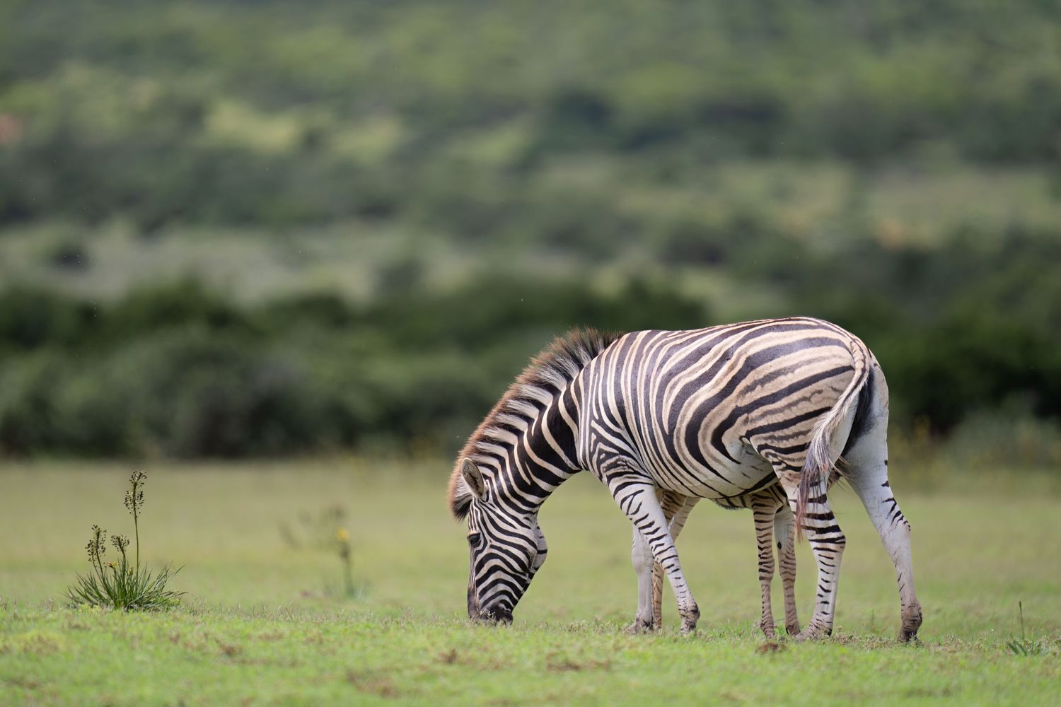 Herd of zebras grazing peacefully in open grassland with hills in background.