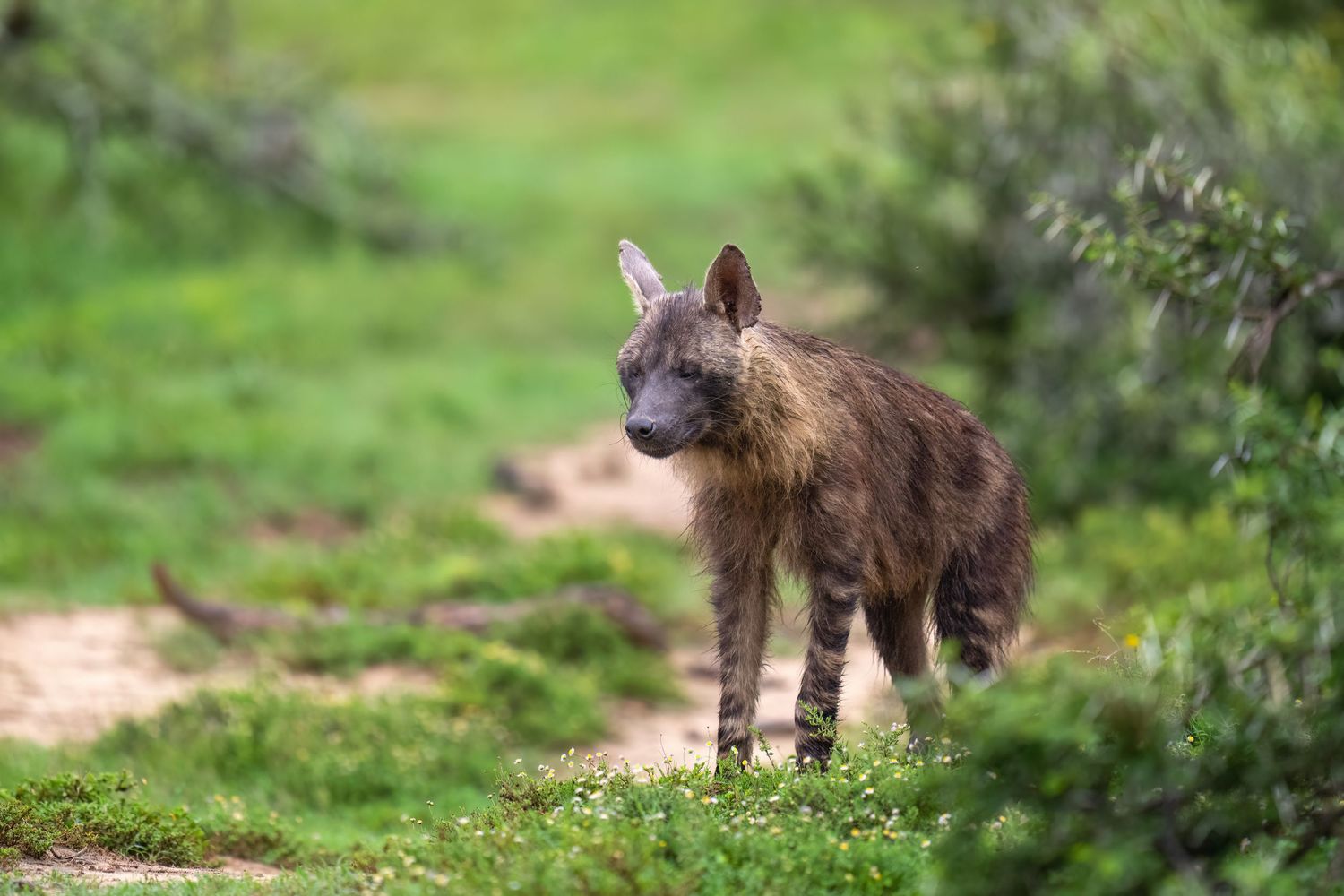 Wild brown hyena walking through green grassland vegetation.
