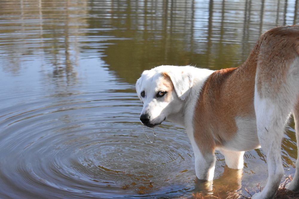 Brown and white dog wading in shallow water creating ripples.